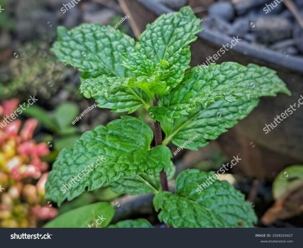 Hortelã - Mentha piperita