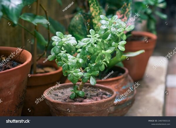 Jade - Crassula ovata