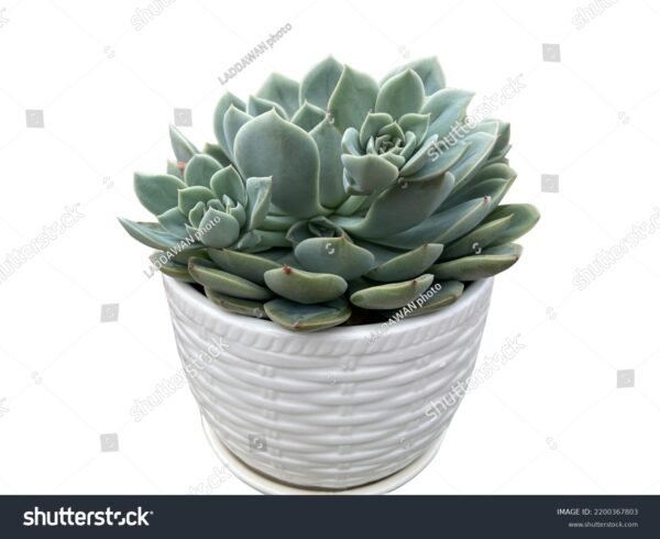 Jade - Crassula ovata - Image 5