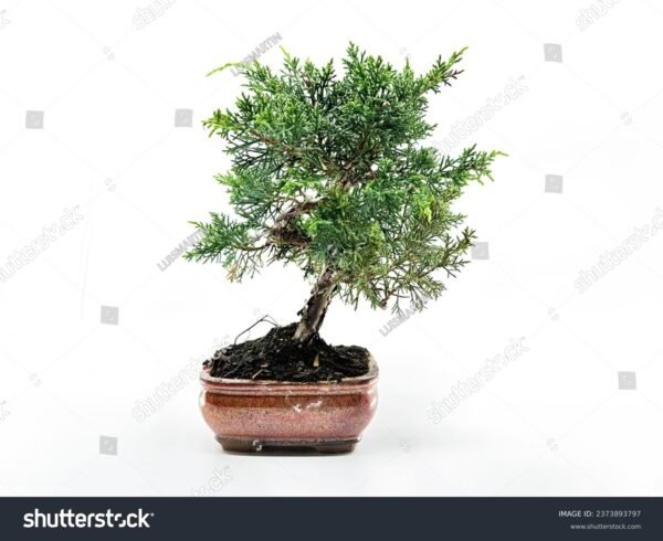 Pinheiro Kaizuka - Juniperus chinensis - Image 5