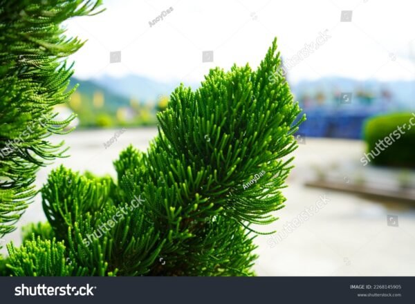 Pinheiro Kaizuka - Juniperus chinensis - Image 2