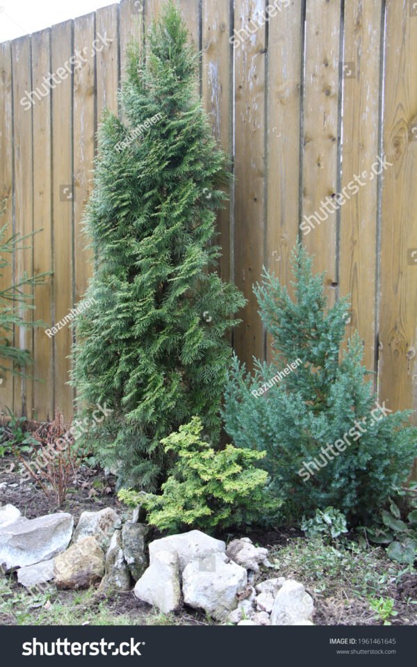 Pinheiro Kaizuka - Juniperus chinensis - Image 3