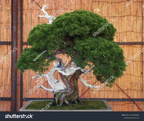Pinheiro Kaizuka - Juniperus chinensis