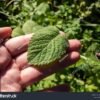 Hortelã - Mentha piperita - Image 5