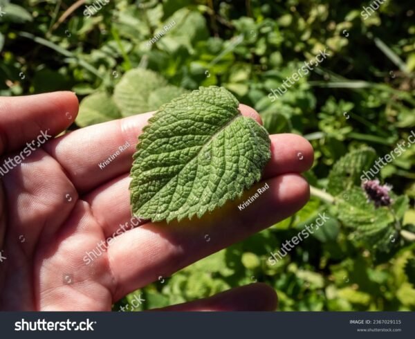 Hortelã - Mentha piperita - Image 5