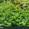 Hortelã - Mentha piperita - Image 2