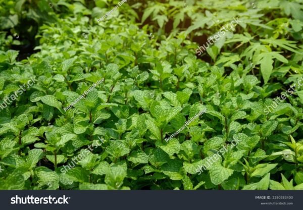 Hortelã - Mentha piperita - Image 2
