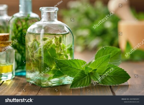 Hortelã - Mentha piperita - Image 3