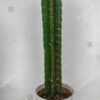 Mandacaru - Cereus Jamacaru - Image 5