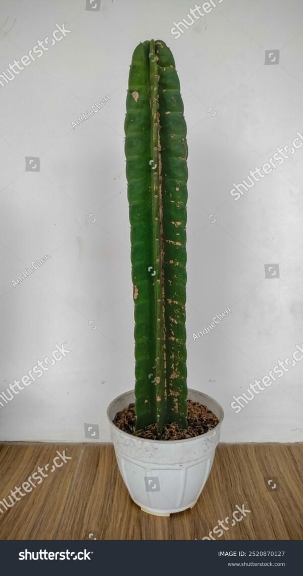 Mandacaru - Cereus Jamacaru - Image 5