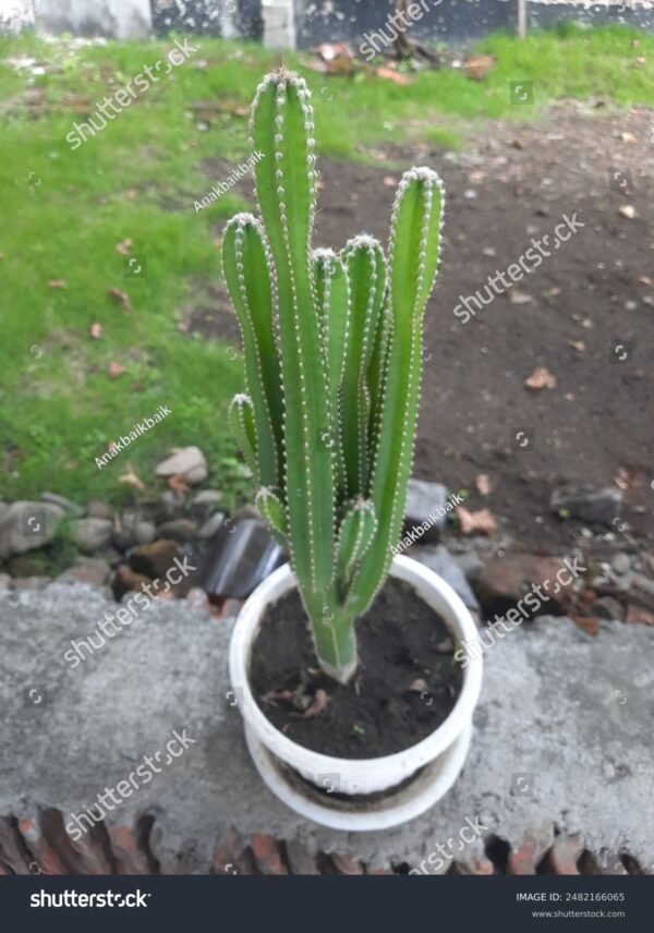 Mandacaru - Cereus Jamacaru