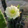 Mandacaru - Cereus Jamacaru - Image 3