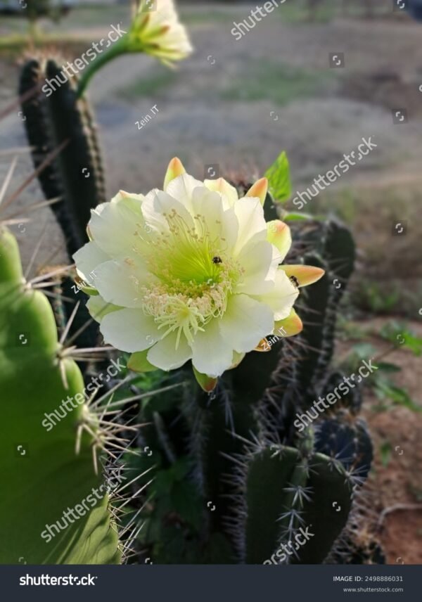 Mandacaru - Cereus Jamacaru - Image 3