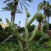 Mandacaru - Cereus Jamacaru - Image 4