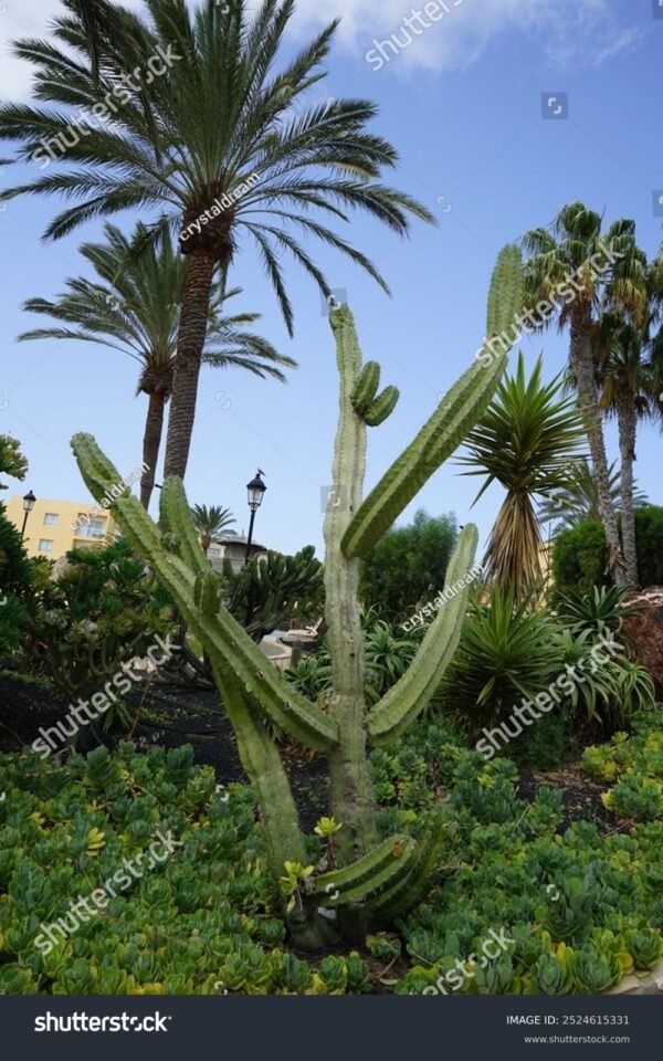 Mandacaru - Cereus Jamacaru - Image 4