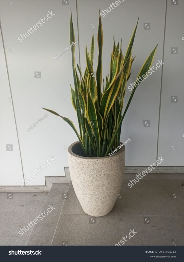 Espada de São Jorge - Dracaena Trifaciata