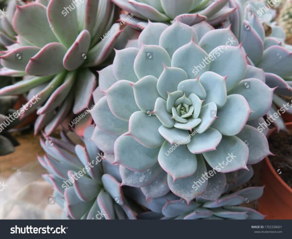 Jade - Crassula ovata - Image 2