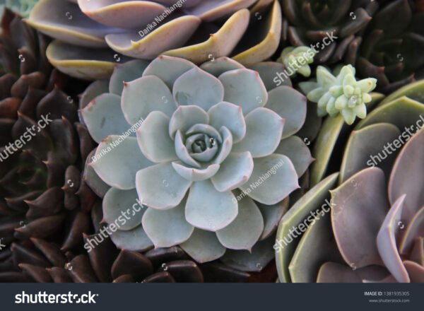 Jade - Crassula ovata - Image 3