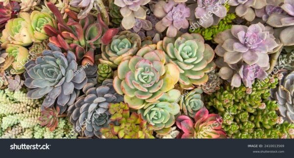 Jade - Crassula ovata - Image 4