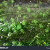 Elódea - Egeria densa - Image 5