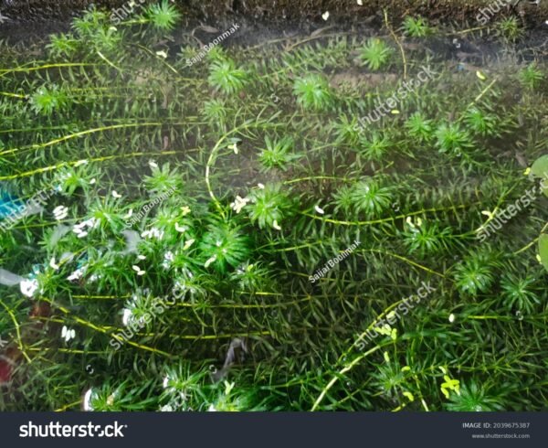 Elódea - Egeria densa - Image 5