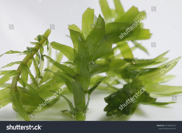 Elódea - Egeria densa