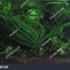Elódea - Egeria densa - Image 3