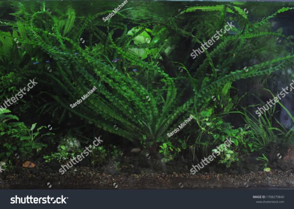 Elódea - Egeria densa - Image 3