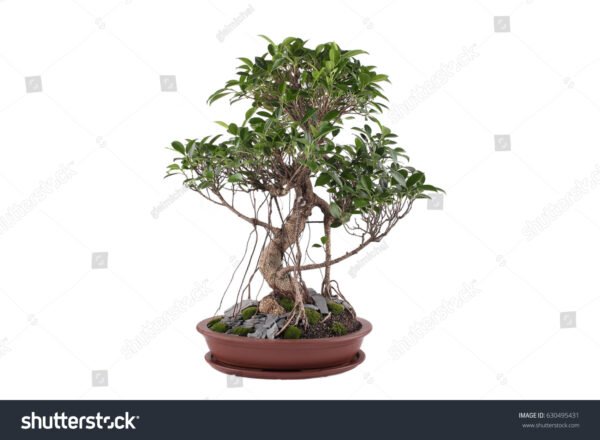 Ficus retusa - Image 5