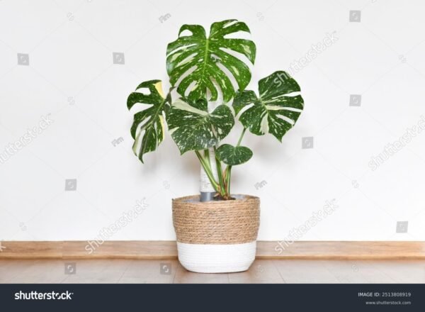 Costela de Adão - Monstera Deliciosa