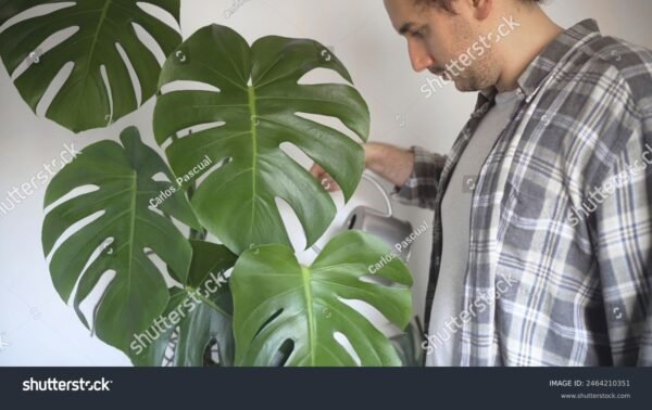 Costela de Adão - Monstera Deliciosa - Image 3
