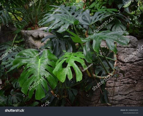 Costela de Adão - Monstera Deliciosa - Image 4