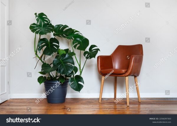 Costela de Adão - Monstera Deliciosa - Image 5