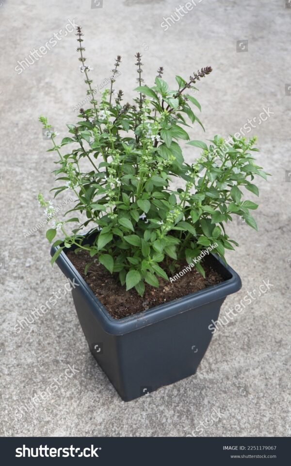 Manjericão - Ocimum basilicum
