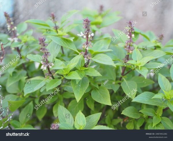 Manjericão - Ocimum basilicum - Image 3
