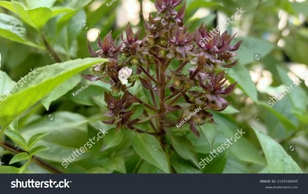 Manjericão - Ocimum basilicum - Image 4