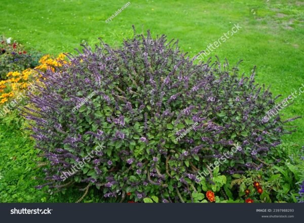 Manjericão - Ocimum basilicum - Image 5