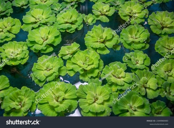 Alface D'agua - Pistia stratiotes - Image 5