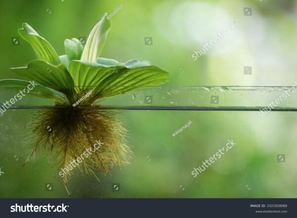 Alface D'agua - Pistia stratiotes - Image 2