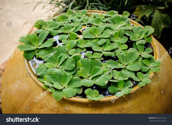 Alface D'agua - Pistia stratiotes - Image 3