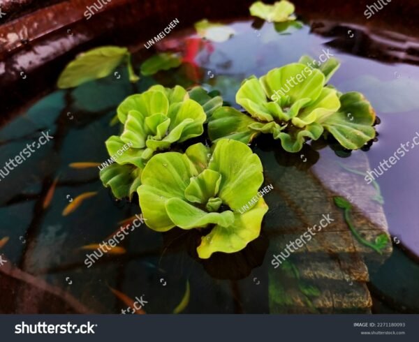 Alface D'agua - Pistia stratiotes
