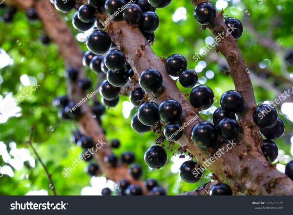 Jaboticabeira - Plinia cauliflora - Image 3